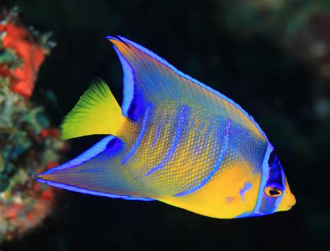 Queen Angelfish (Holacanthus Ciliaris): Ultimate Care Guide - Fish ...