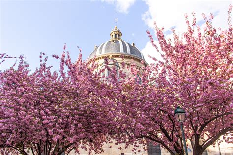 cherry blossoms in paris - MY FRENCH COUNTRY HOME