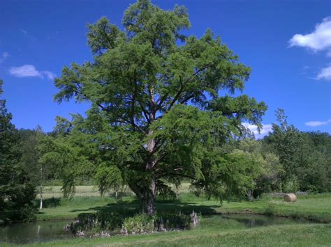 French property in Dordogne and the life of an estate agent in France ...