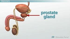 Male Reproductive System: Accessory Gland Functions - Video & Lesson Transcript | Study.com