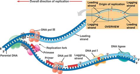 prokaryotic dna replication animation : Biological Science Picture ...