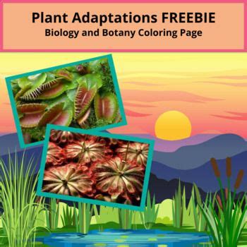 Biology: Plant Adaptations - Carnivorous Plants Coloring Page *FREEBIE* in 2022 | Plant ...