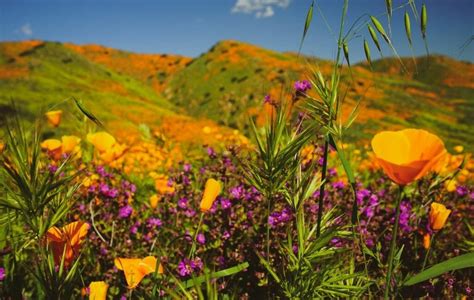 California Wildflowers 2024 - Where to See the Southern California ...