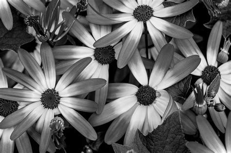 Photography Pictures Of Flowers Black And White - pic-melon