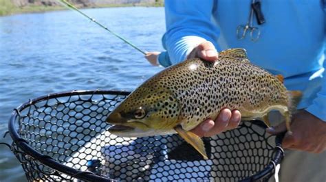 Trout Fishing Tips for Beginners - Dan's Fishing