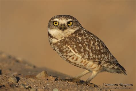 Owl, Burrowing owl, Desert owl