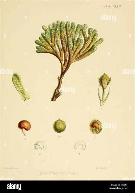 Lyallia kerguelensis Hook.f. (Botany of Antarctic - Plate CXXII Stock Photo - Alamy