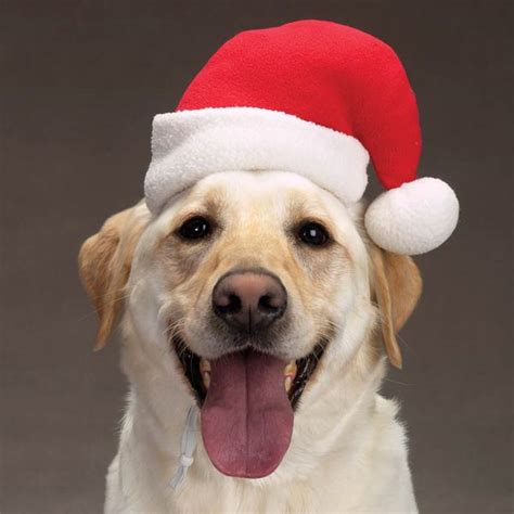 Dog Santa Hat | BaxterBoo