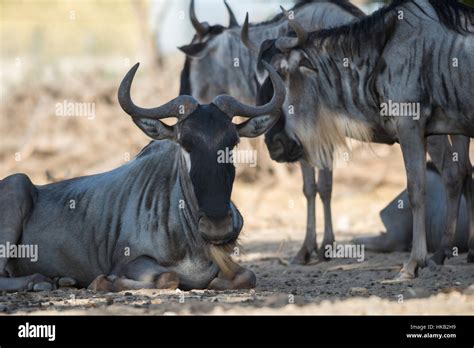 Visit to Safari Ramat Gan, Israel Stock Photo - Alamy