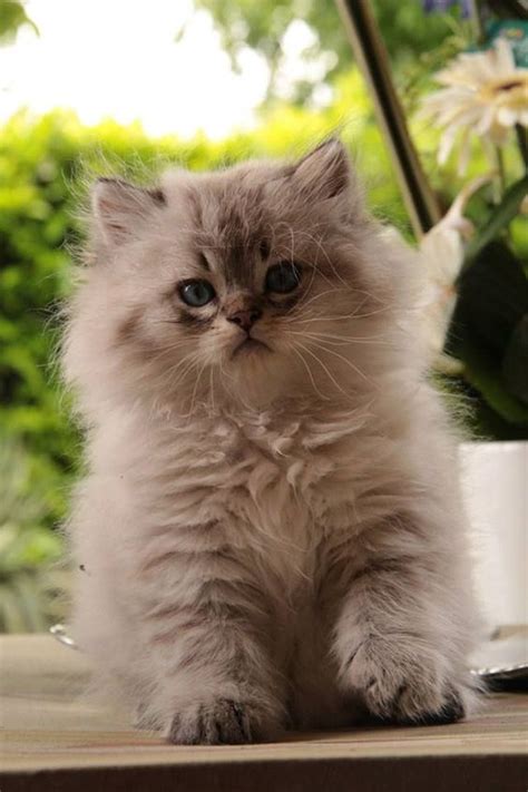 British Longhair kitten Kittens And Puppies, Cute Cats And Dogs, Cute ...