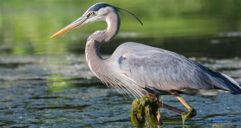 Types of Herons in Texas! (11 species) - Bird Watching HQ