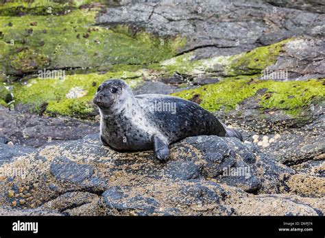 Harbour seal (common seal) (Phoca vitulina), Foula Island, Shetlands ...