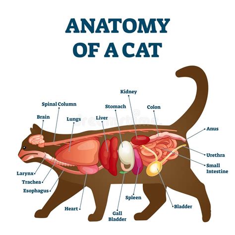 Cat Kidney Stock Illustrations – 81 Cat Kidney Stock Illustrations, Vectors & Clipart - Dreamstime