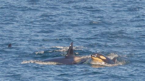 Newborn orca calf spotted with killer whale pod off Aberdeenshire coast ...