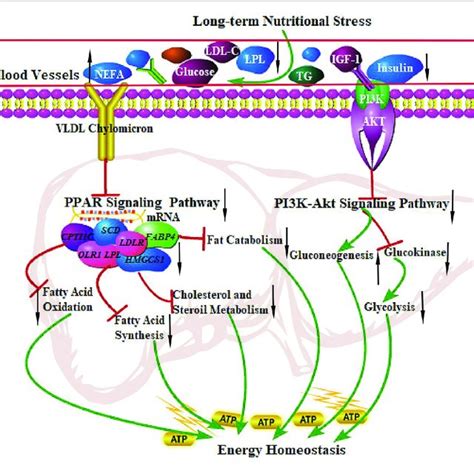 | The regulation of the PPAR signaling pathway and PI3K-Akt signaling... | Download Scientific ...