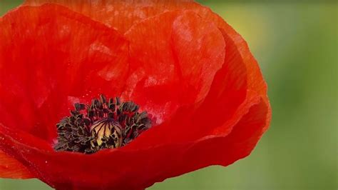 The Poppy: A Symbol of Remembrance - YouTube