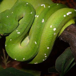 Green Tree Python Facts and Pictures