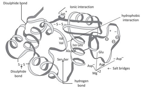 Various Levels of Protein Structure