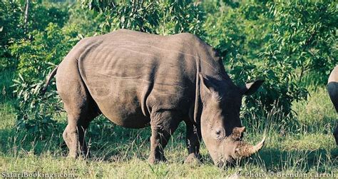 The Most Endangered Animals in Africa – SafariBookings