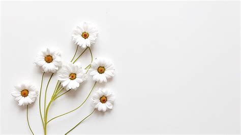 Arov kD Phone Quotes Laptop, white flower aesthetic HD wallpaper | Pxfuel