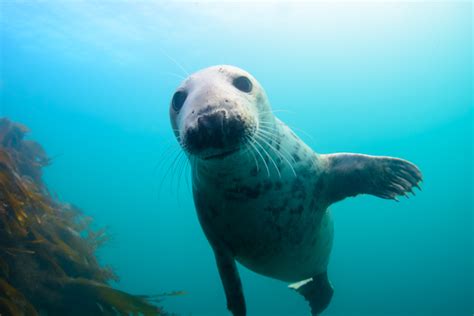 Diving with Grey Seals