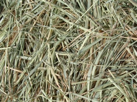 Co-Lin Feed and Seed | Horse Quality Bermuda Grass Hay - Brookhaven, MS