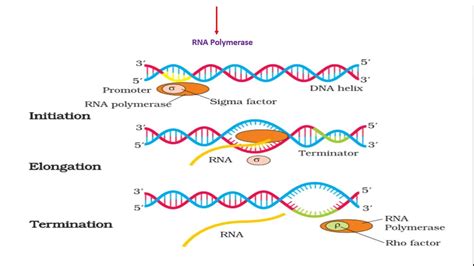 Transcription(RNA polymerase/ Introns/splicing/ tailing/ capping) NEET ...