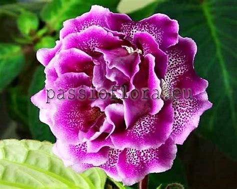 Gloxinia seeds - PF-Serenity - PassioFlora.eu - Beautiful and rare ...