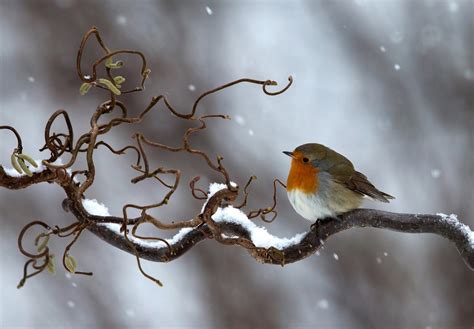 Download Snow Winter Branch Bird Animal Robin HD Wallpaper