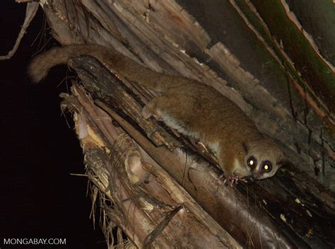 Cheirogaleus major lemur