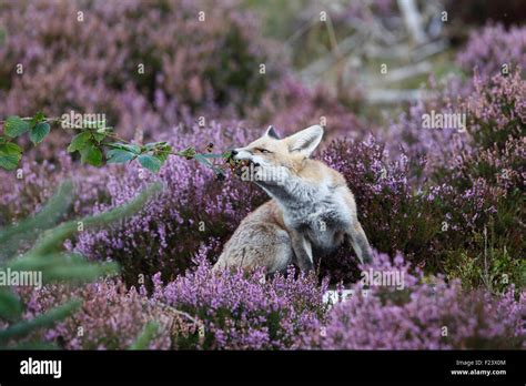 Fox Eating High Resolution Stock Photography and Images - Alamy