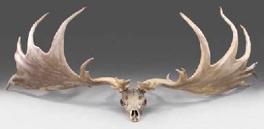 Irish Elk | Extinct Animals