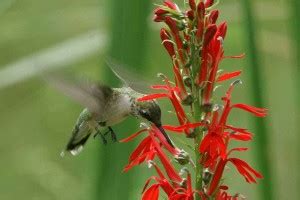 Free picture: rufous, hummingbird, pauses, flight