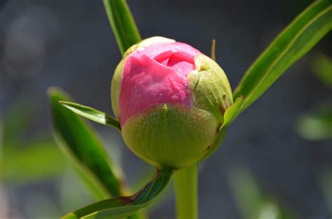 Southern Peony: 2016 Herbaceous Peony Buds