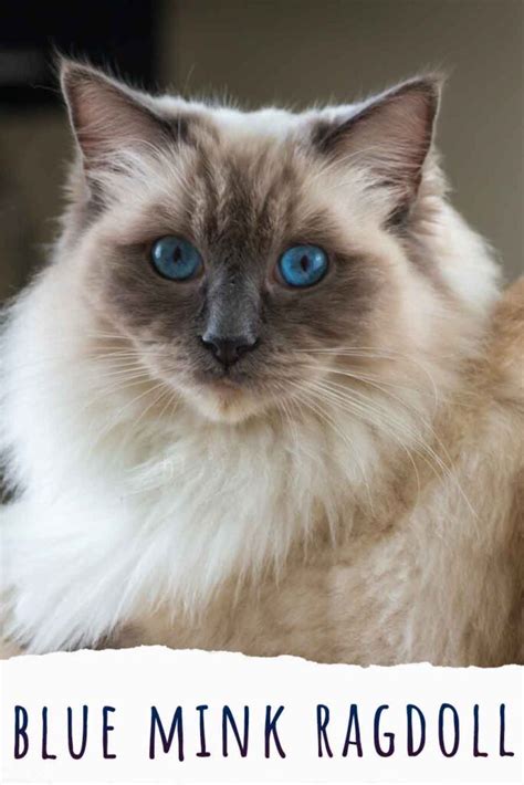 Blue Mink Ragdoll Cat - What Makes The Blue Mink Ragdoll Special?