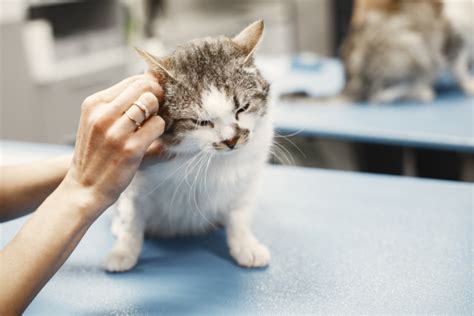 Cat Ear Infection Solutions | Animal Wellness Magazine