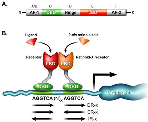 Structure and DNA binding of nuclear receptors. (A) Schematic diagram ...