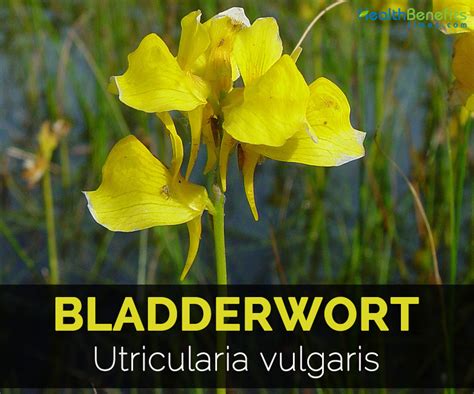 Bladderwort Facts and Health Benefits