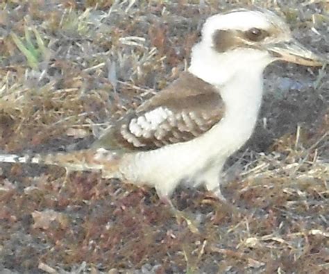 so cute baby kookaburra by adamspong2012 on DeviantArt