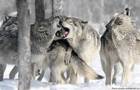 Interesting facts about gray wolves | Just Fun Facts