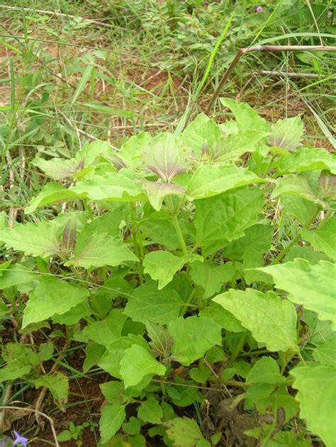 Plant World: Chromolaena odorata