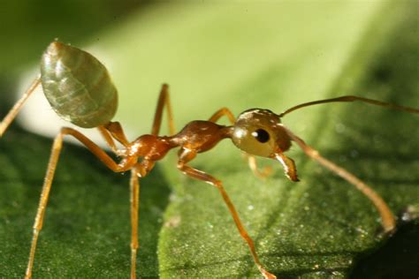 File:Green Tree Ant two times life size.JPG - Wikimedia Commons