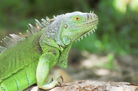 Green Iguanas Care Sheet | Reptiles' Cove