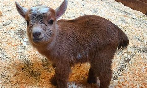 Boston Zoo's Newborn Baby Goat Is Too Cute To Handle | HuffPost