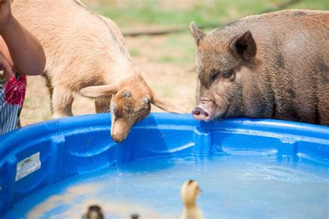 Premium Photo | Barnyard Animals Backyard