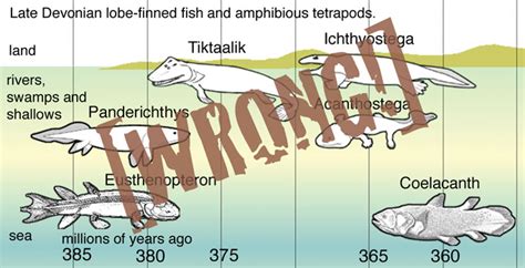 - Tiktaalik: was the discovery of tiktaalik exclusive only to Evolution ...