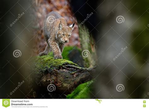 Beautiful Wild Cat Lynx in the Nature Forest Habitat. Eurasian Lynx in the Forest, Birch and ...