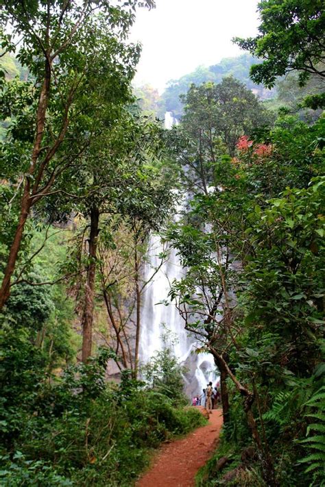 Hebbe Falls in Chikmagalur, Karnataka, India. Beautiful Waterfalls in Bhadra Tiger Reserve ...