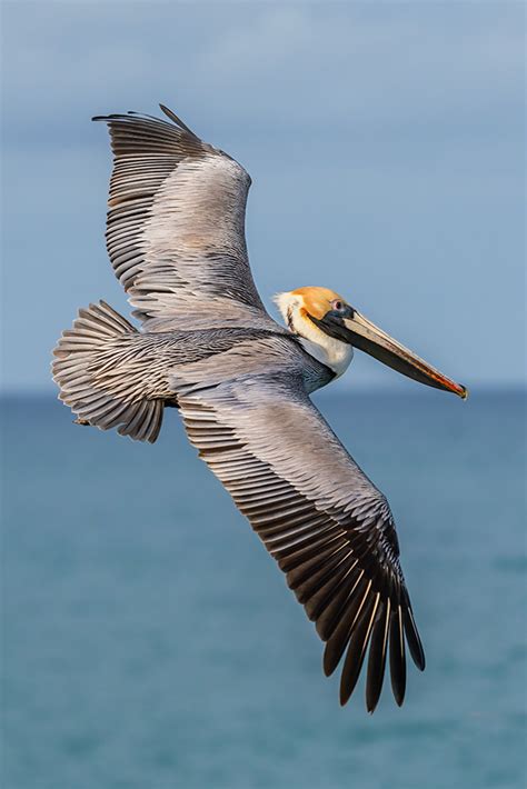 Flying Pelican – Photography by Mark H. Brown