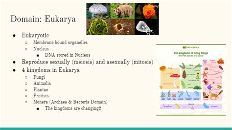 Domains: Eukarya | Science - Quizizz